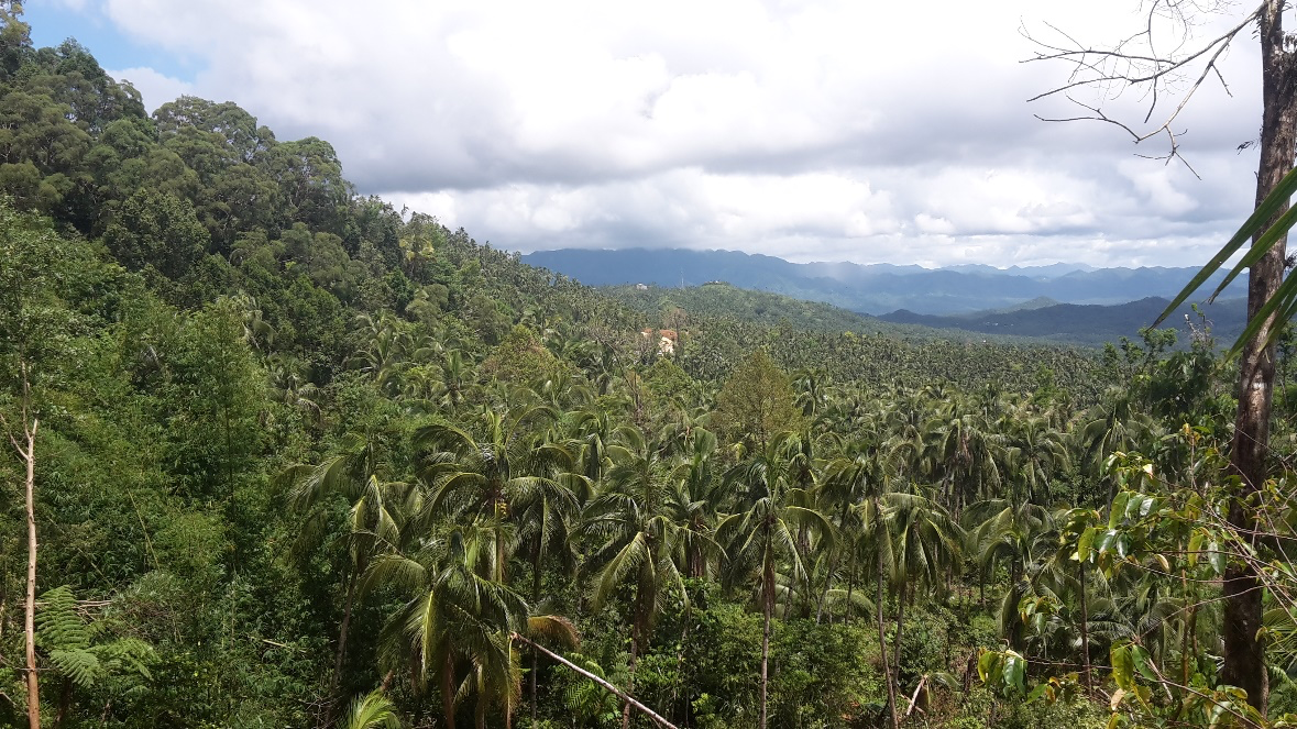 Native Tree Planting Bringing Back Native Trees: Healing Colonial Forest Transformations in ...